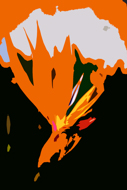 Bird of Paradise Abstract