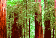 Redwood Foliage - Cubed