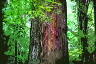 Solitary Redwood - Cubed