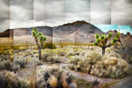 Joshua Tree Redux - Photo Collage