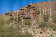 Sonoran Desert Photo Collage